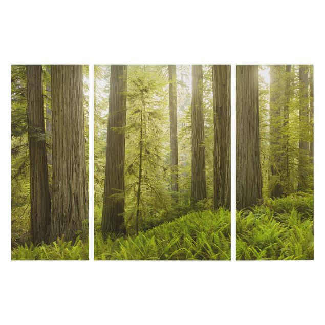 Billeder på lærred skove Redwood State Park Forest View
