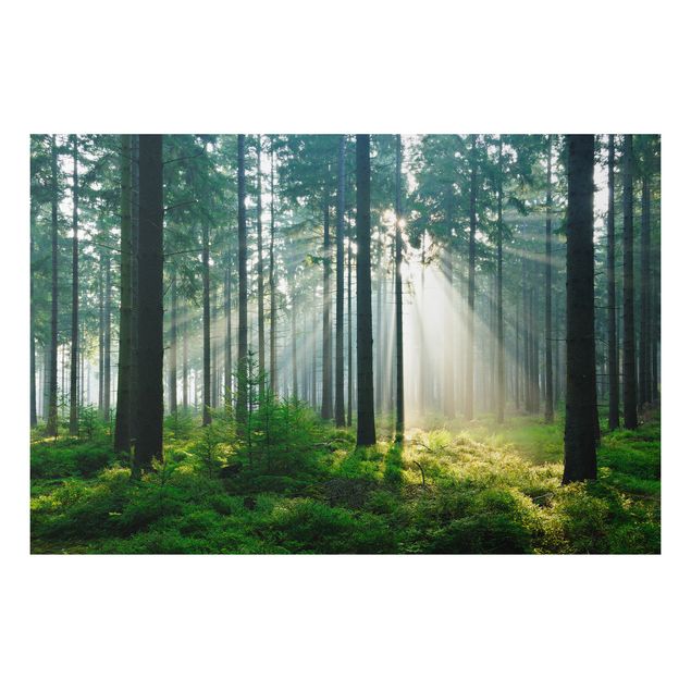 Billeder træer Enlightened Forest