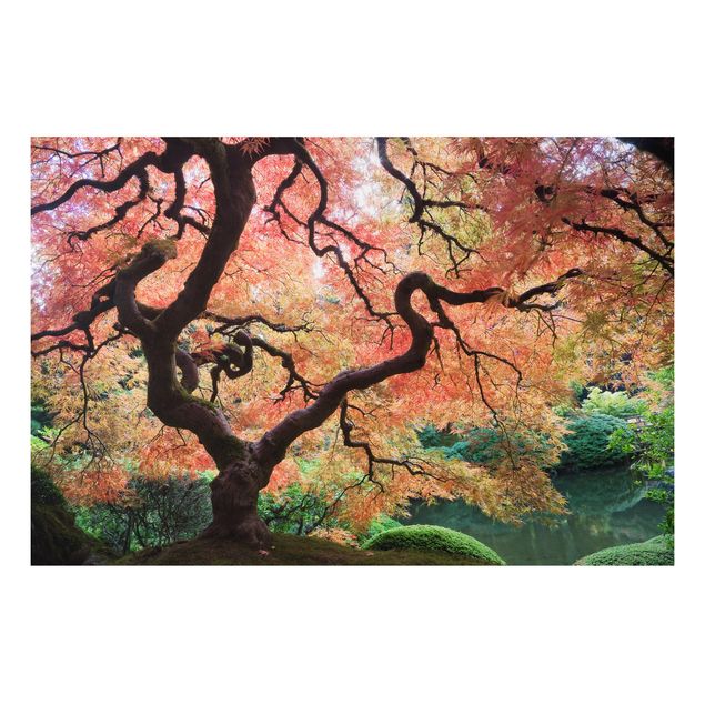 Billeder træer Japanese Garden