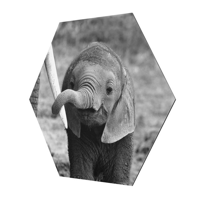 Billeder Baby Elephant