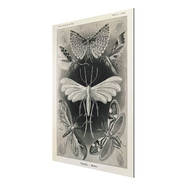 Billeder retro Vintage Board Moths And Butterflies