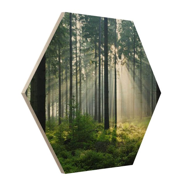 Sekskantede billeder Enlightened Forest
