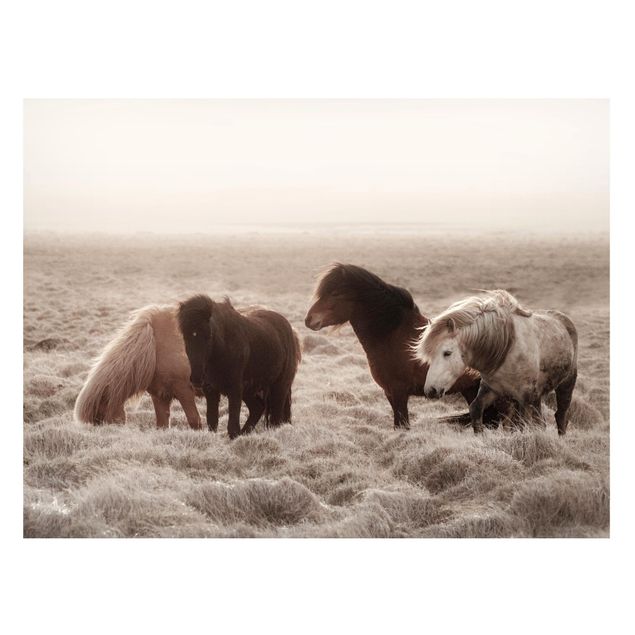 Billeder heste Wild Icelandic Horse