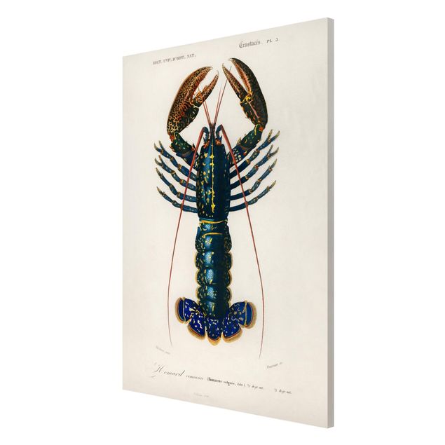 Billeder retro Vintage Board Blue Lobster