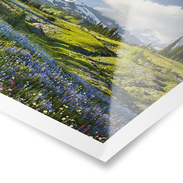 Billeder blomster Mountain Meadow With Blue Flowers in Front of Mt. Rainier