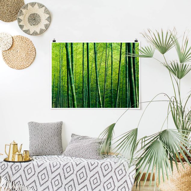 Billeder træer Bamboo Forest