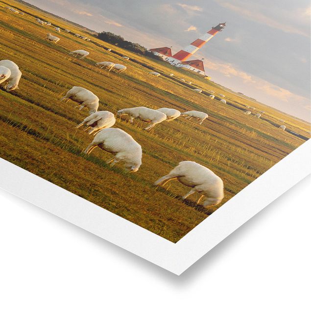 Plakater landskaber North Sea Lighthouse With Flock Of Sheep