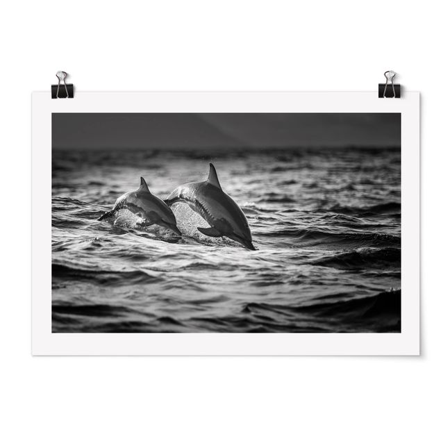 Plakater dyr Two Jumping Dolphins