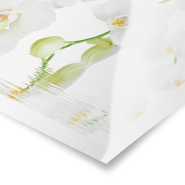 Billeder Spa Orchid - White Orchid