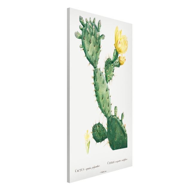 køkken dekorationer Botany Vintage Illustration Cactus With Yellow Flower