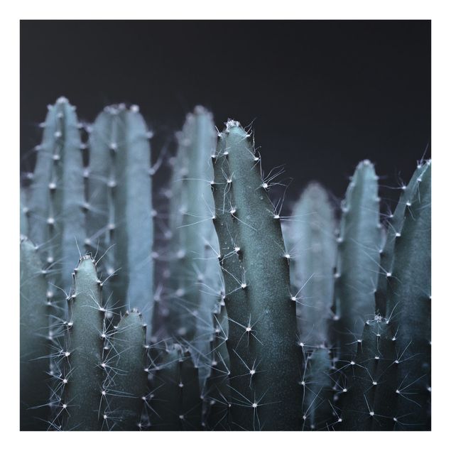 Billeder Monika Strigel Desert Cactus At Night