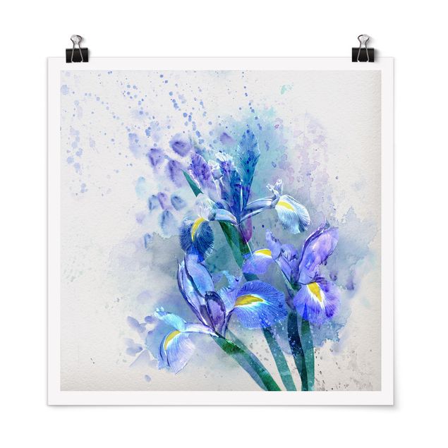Billeder blomster Watercolour Flowers Iris