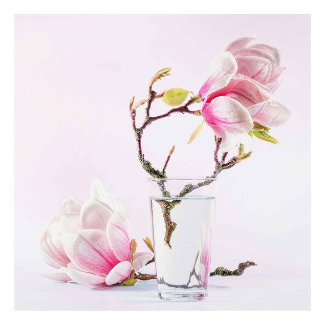 Billeder Magnolia In A Glass