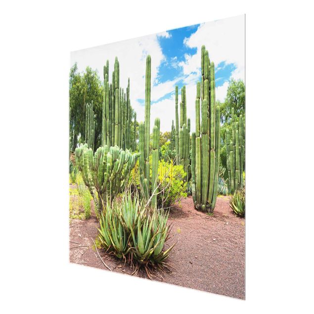 Billeder landskaber Cactus Landscape