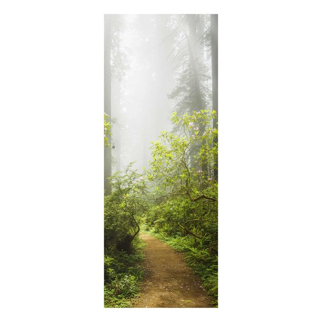Billeder natur Misty Forest Path