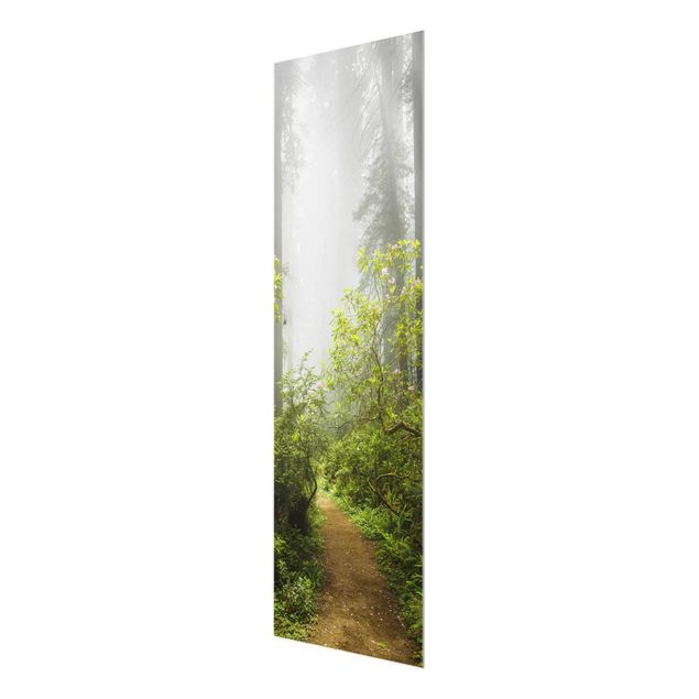 Billeder moderne Misty Forest Path