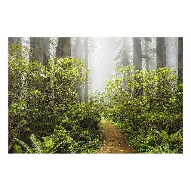 Billeder natur Misty Forest Path
