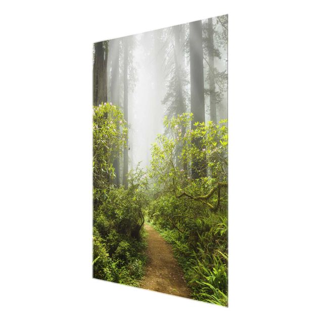 Billeder moderne Misty Forest Path