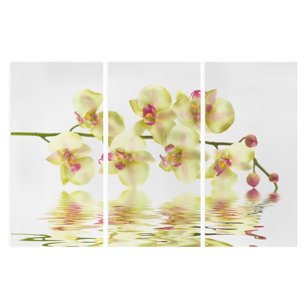 Billeder blomster Dreamy Orchid Waters