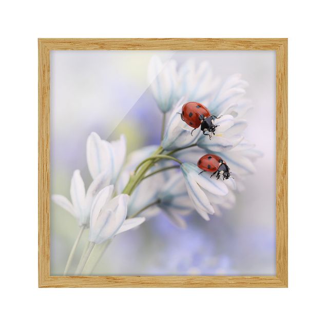 Billeder blomster Ladybird Couple