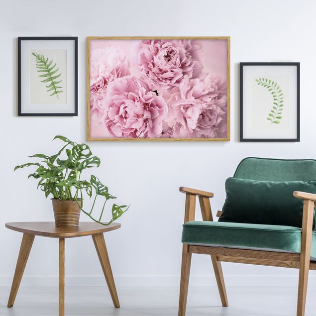 Indrammede plakater blomster Pink Peonies