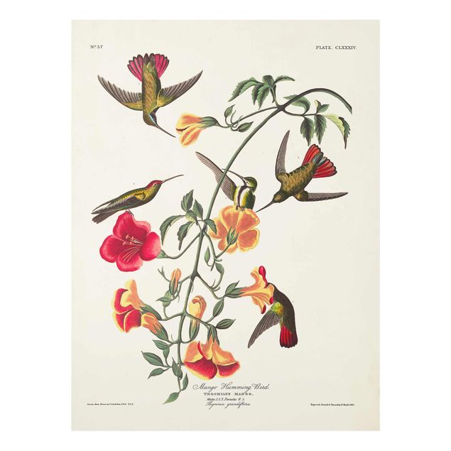 Billeder Vintage Board Mango Hummingbirds