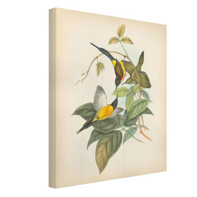 Billeder blomster Vintage Illustration Tropical Birds IV