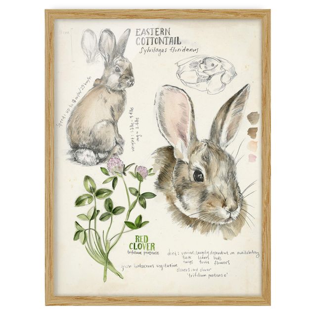 Billeder blomster Wilderness Journal - Rabbit