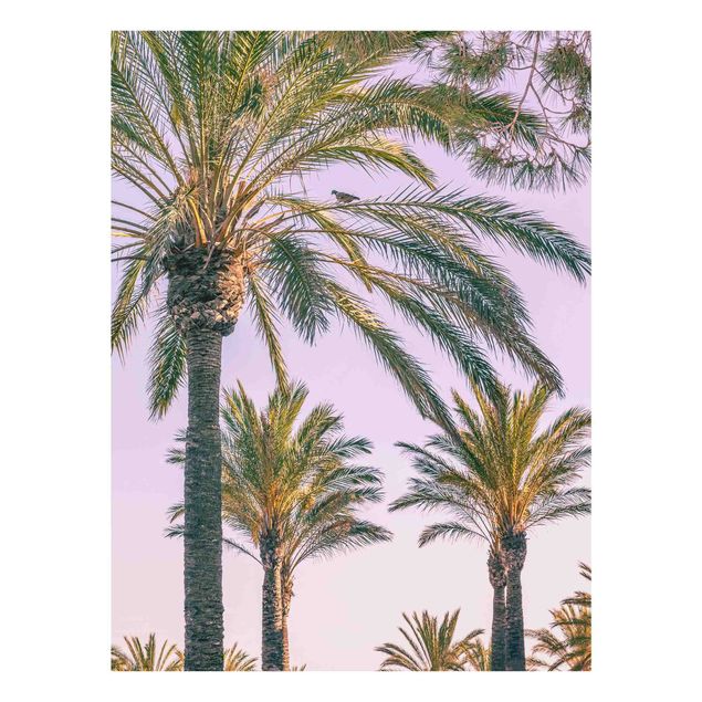 Glasbilleder blomster Palm Trees At Sunset