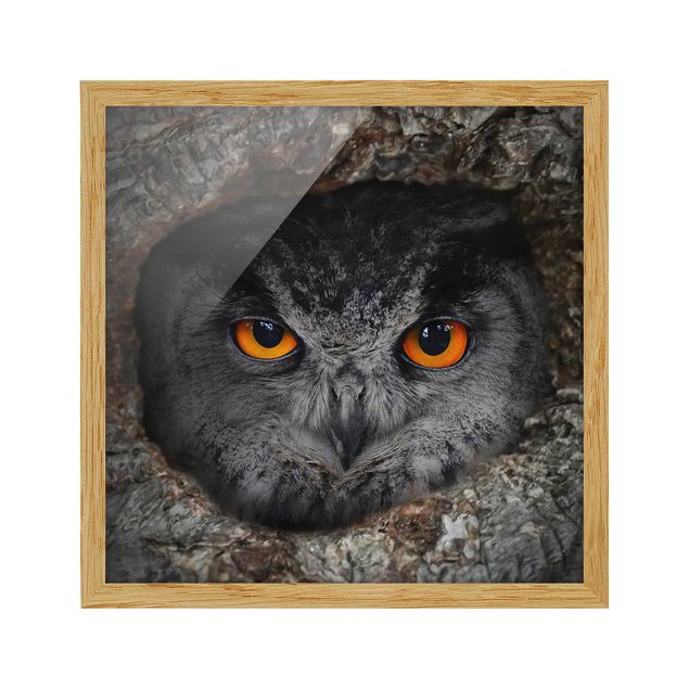 Billeder abstrakt Watching Owl