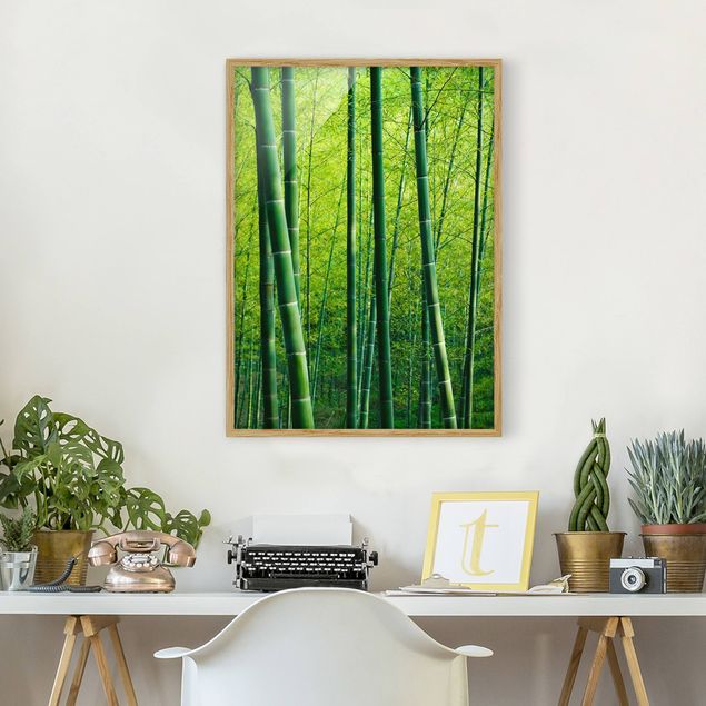 Billeder bambus Bamboo Forest
