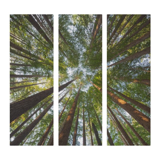Billeder landskaber Sequoia Tree Tops