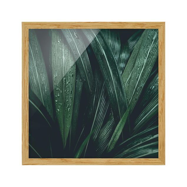 Billeder blomster Green Palm Leaves