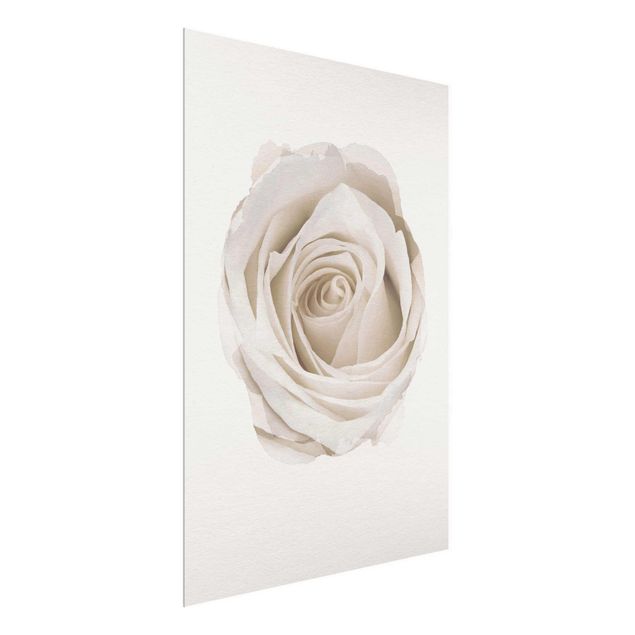 Glasbilleder blomster WaterColours - Pretty White Rose