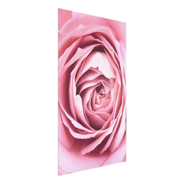Glasbilleder blomster Pink Rose Blossom
