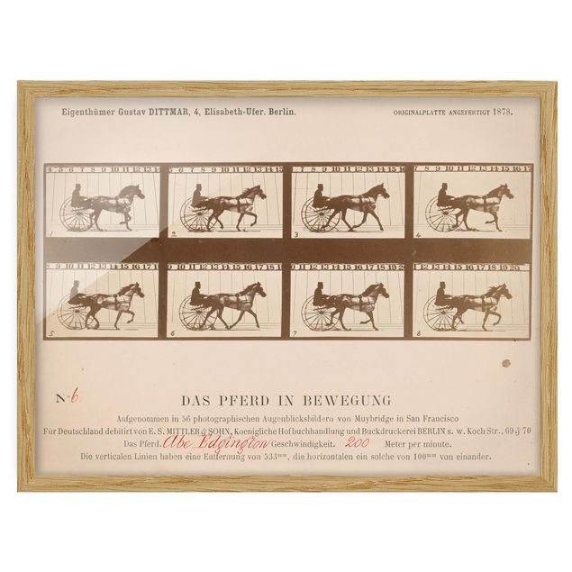 Indrammede plakater vintage Eadweard Muybridge - The horse in Motion