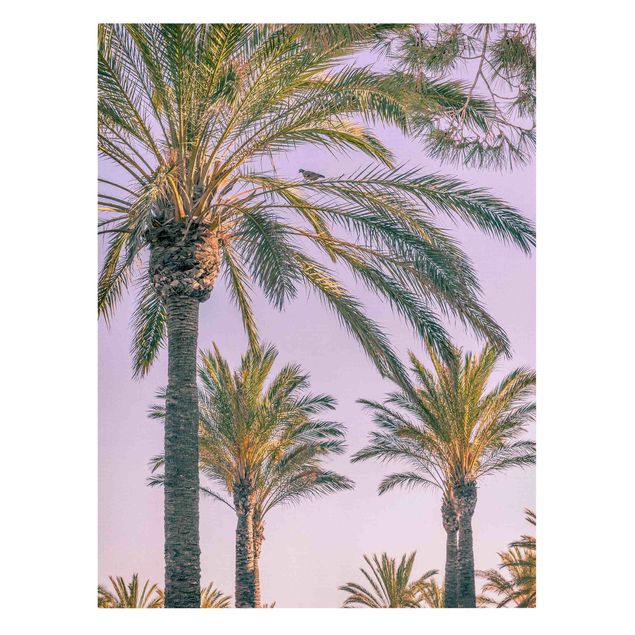 Billeder blomster Palm Trees At Sunset