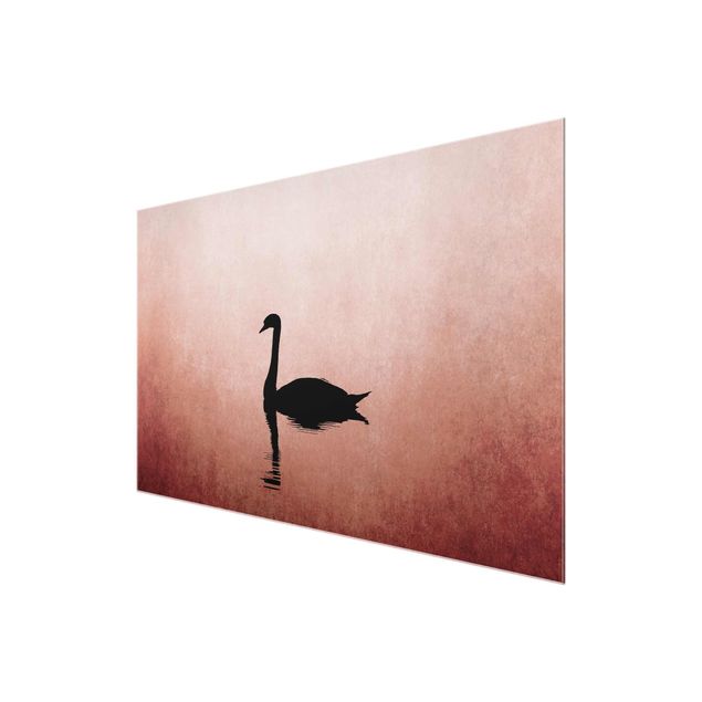 Billeder kunsttryk Swan In Sunset