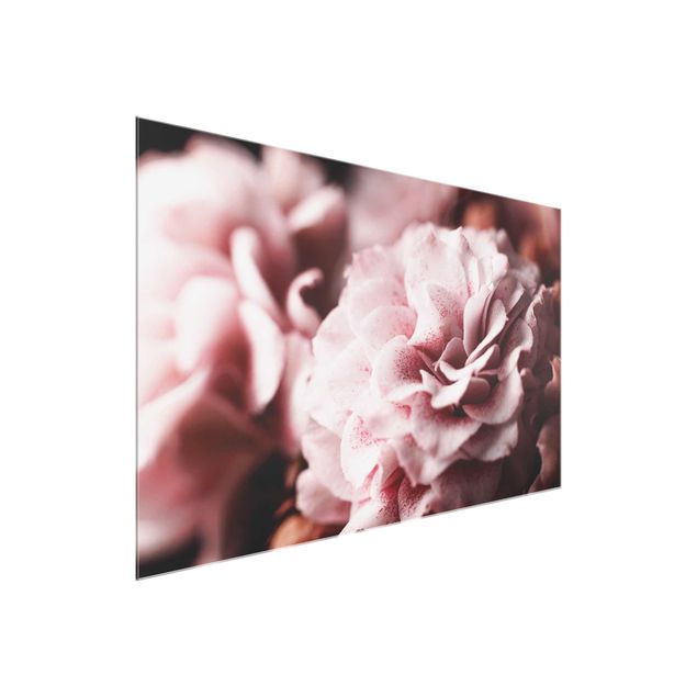 Glasbilleder blomster Shabby Light Pink Rose Pastel