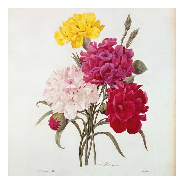 Billeder blomster Pierre Joseph Redoute - Cloves