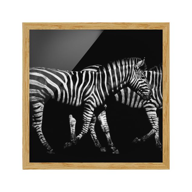 Indrammede plakater dyr Zebra In The Dark