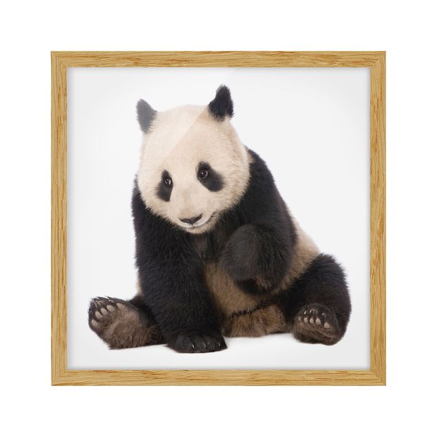 Billeder moderne Panda Paws