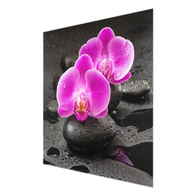 Billeder blomster Pink Orchid Flower On Stones With Drops