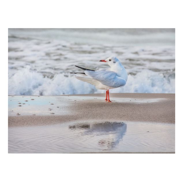 Billeder hav Seagull On The Beach In Front Of The Sea