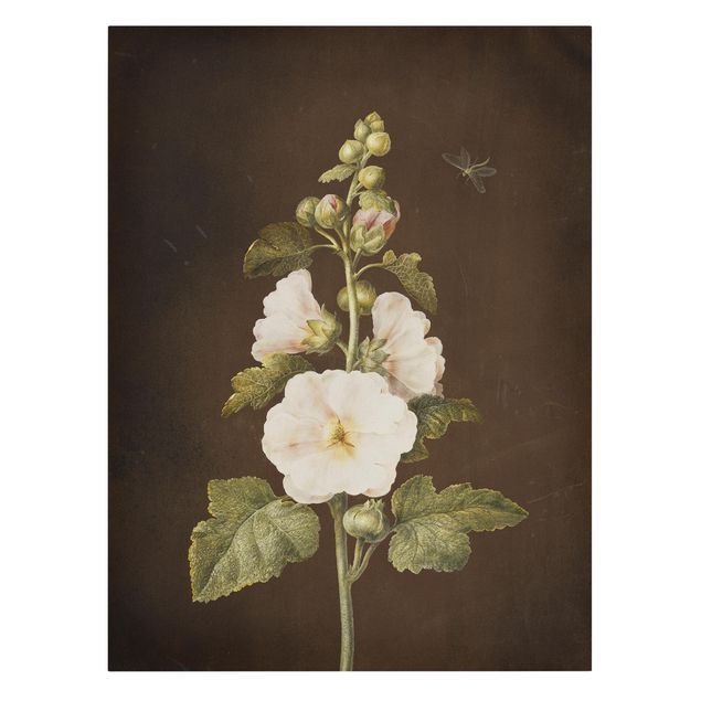 Billeder blomster Barbara Regina Dietzsch - Hollyhock