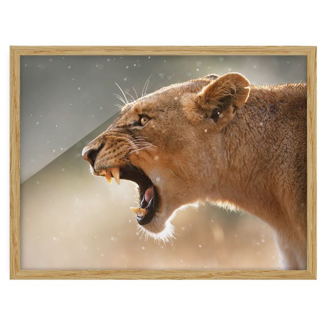 Indrammede plakater abstrakt Lioness on the hunt
