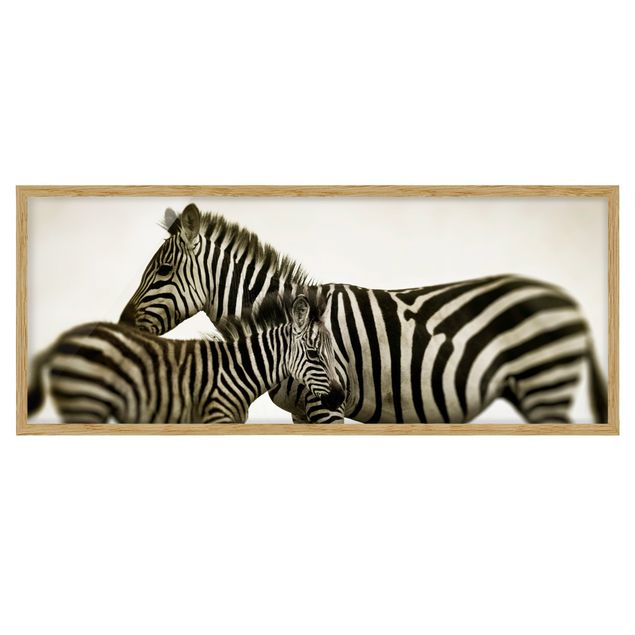 Indrammede plakater dyr Zebra Couple