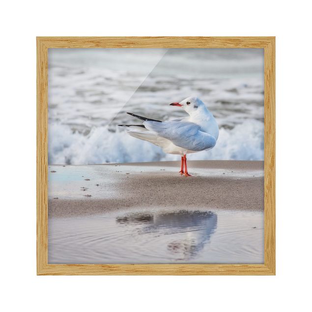 Billeder strande Seagull On The Beach In Front Of The Sea
