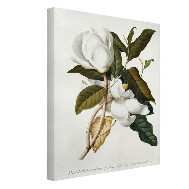 Billeder blomster Georg Dionysius Ehret - Magnolia