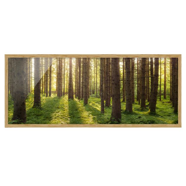Indrammede plakater landskaber Sun Rays In Green Forest